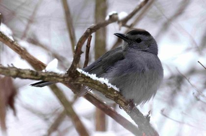 From the Ground Up: The 2026 Great Backyard Bird Count is coming