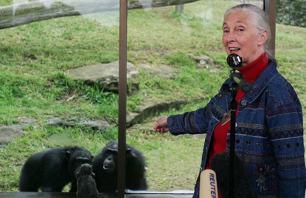 Dr. Jane Goodall, chimpanzee researcher and climate activist, dies at 91
