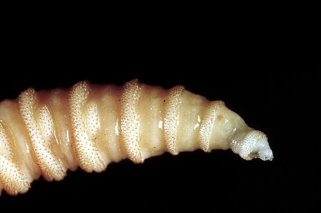 Flesh-eating screwworms feast on humans in Mexico. Oh nom, nom, nom [Scary]