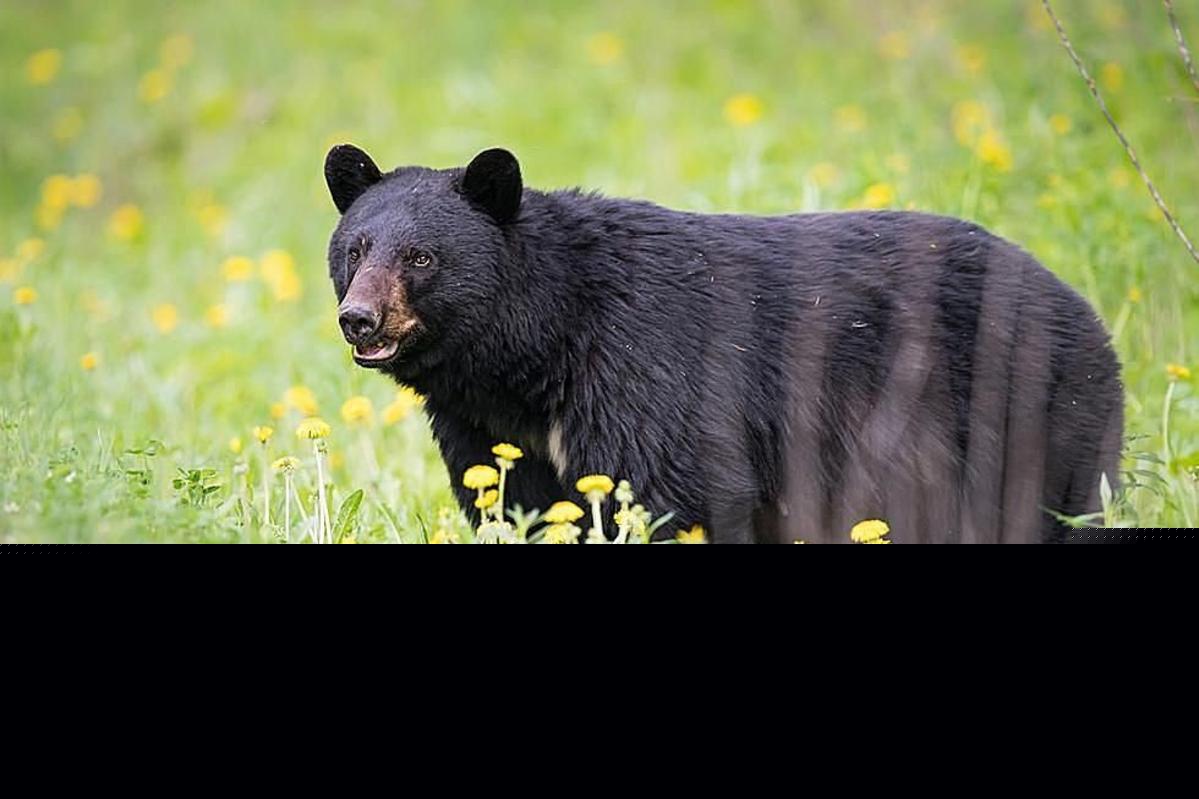 Environmental Police Have Hands Full With Bears