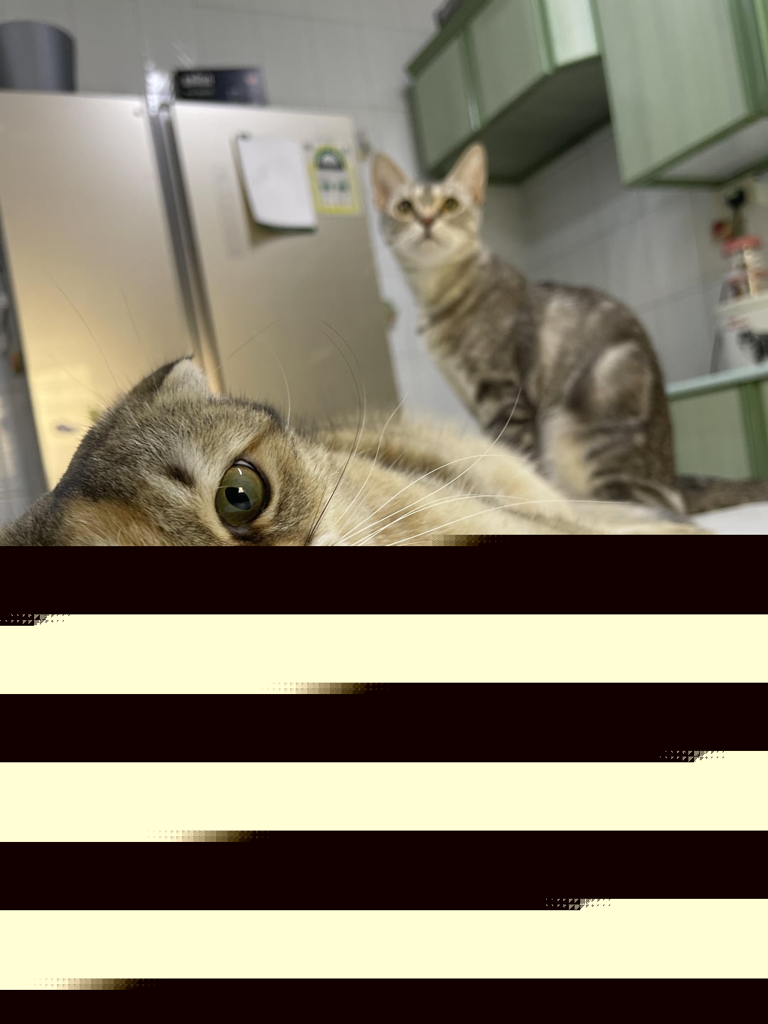 Cats - Friends