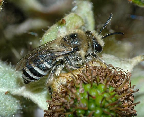 Rare Himalayan Bee Recorded In India For First Time From Arunachal Pradesh