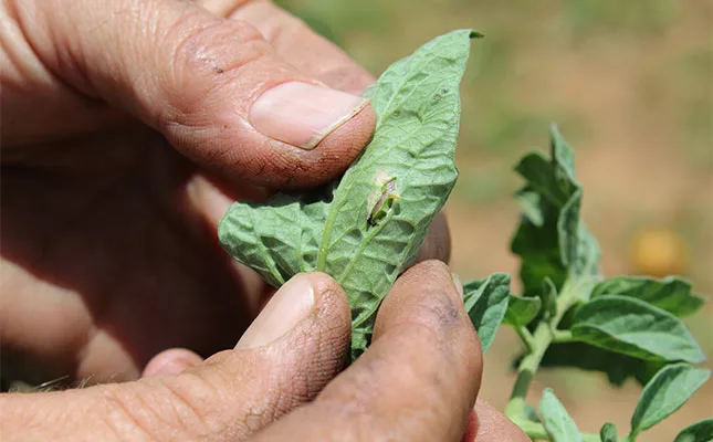 No confirmed cases of pesticide resistance in tomato leaf miner