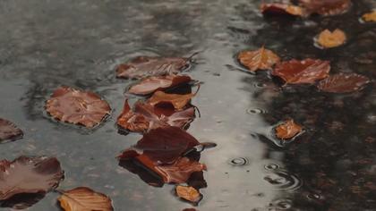Why are leaves in the DMV already turning brown and falling?