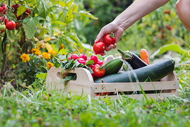 The risks of waiting too long to harvest garden vegetables