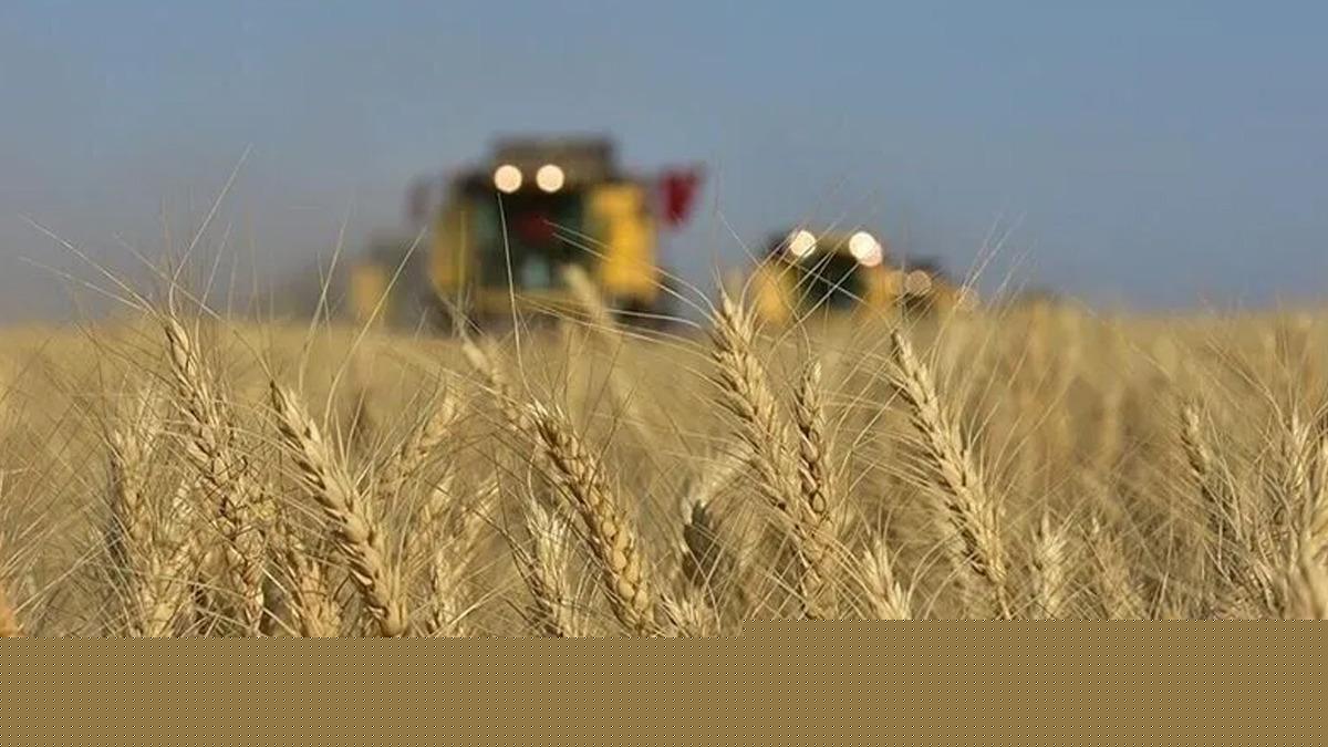 Buğday fiyatları 2 yılın en yüksek seviyesini gördü