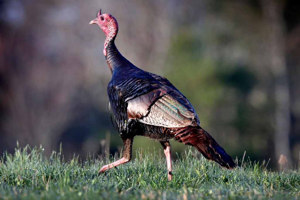 It’s a lot harder to kill a turkey in the fall