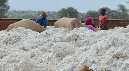 Cotton output to set to drop further—farmers