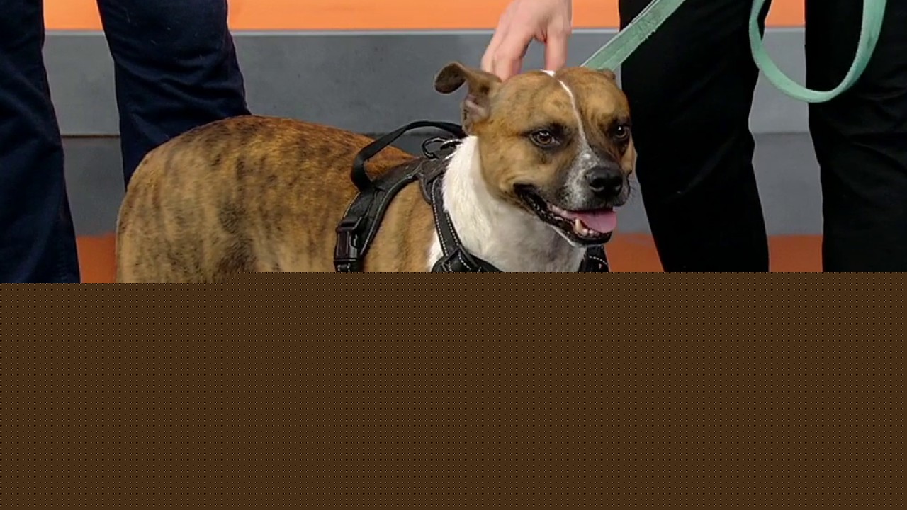 Pet of the day: Hovis
