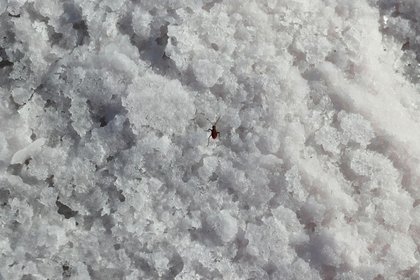 Snow Fleas in Texas? What to Know After Ice and Snow