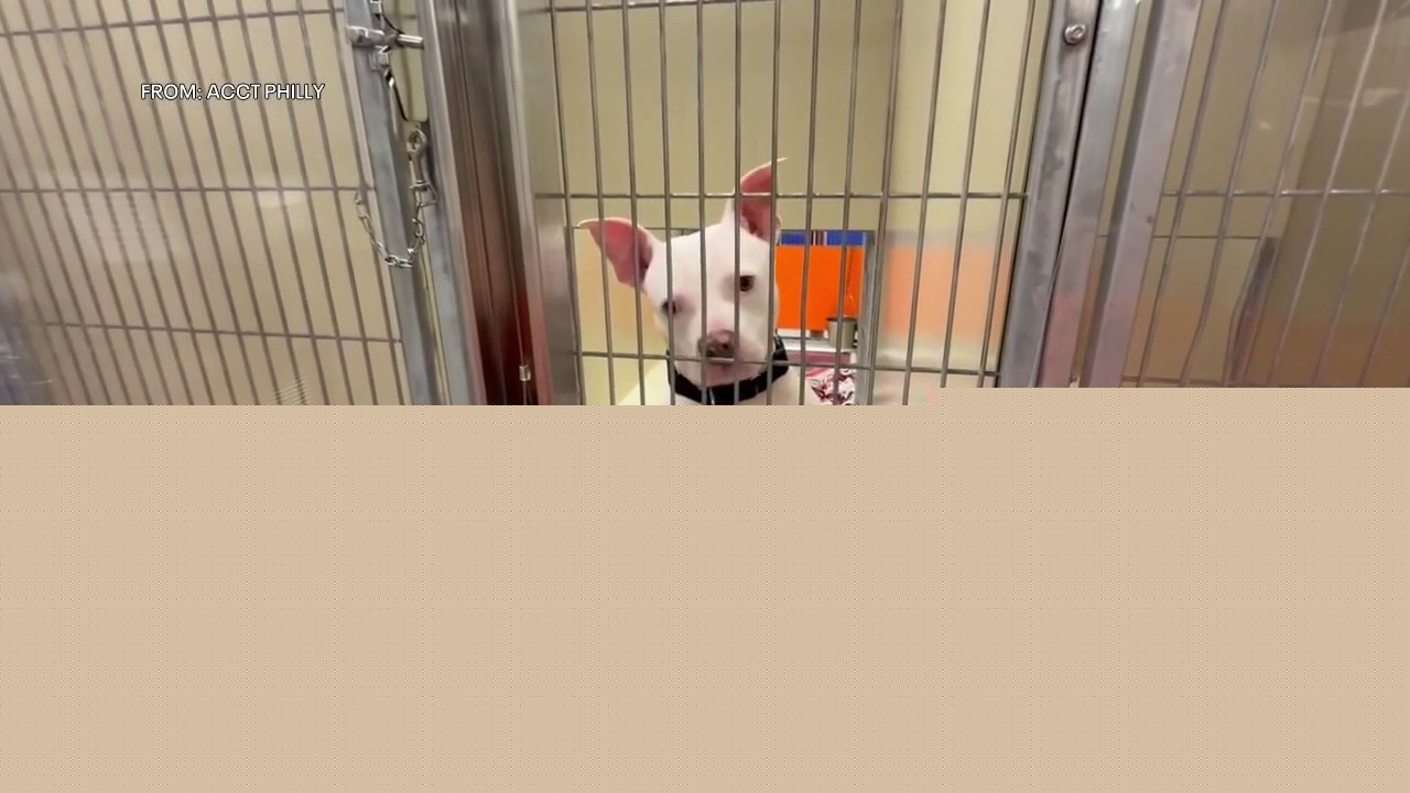 ACCT Philly in desperate need for fosters and adoptions