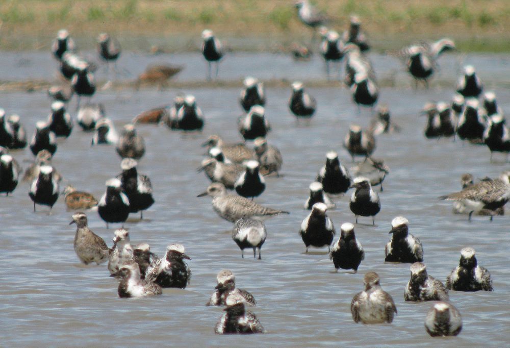 Hillman Marsh near Leamington great spot to observe shorebirds, migrating warblers