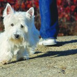 Helping Rescue Animals