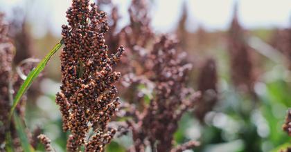 Kansas sorghum farmers will have their biggest yield in years. But tariffs killed the market