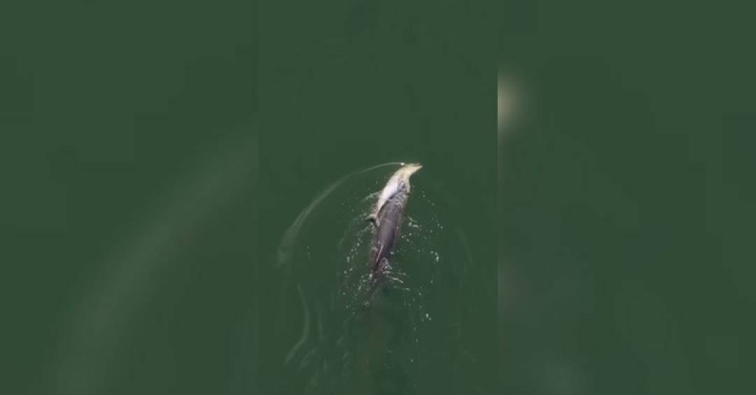 VÍDEO: Golfinho comove ao carregar filhote morto na Austrália