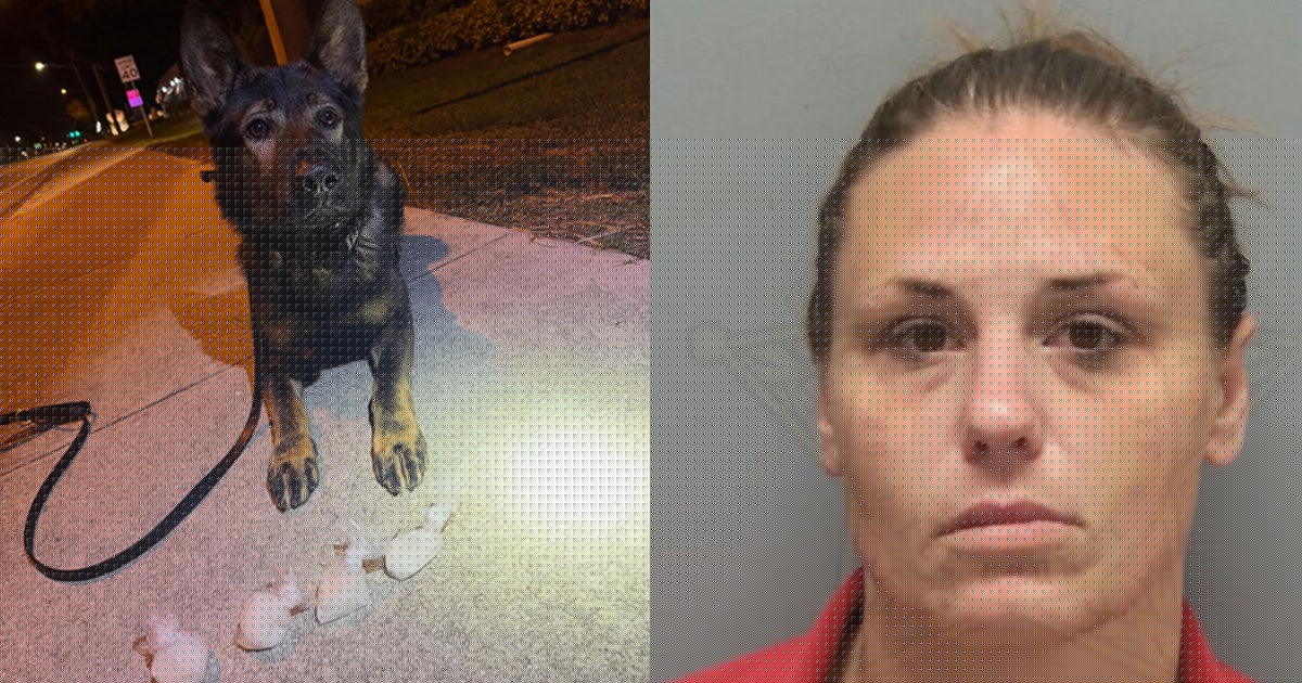 Police dog K9 Venom sniffs out 100 grams of hidden meth during Florida stop