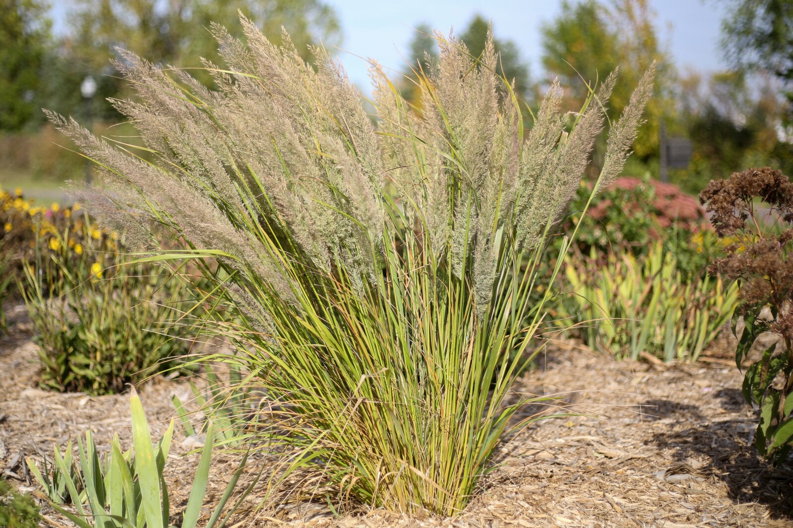 Has the warm fall affected plants?