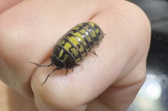 Insect with gills are common in the Okanagan and around the world (Vernon)