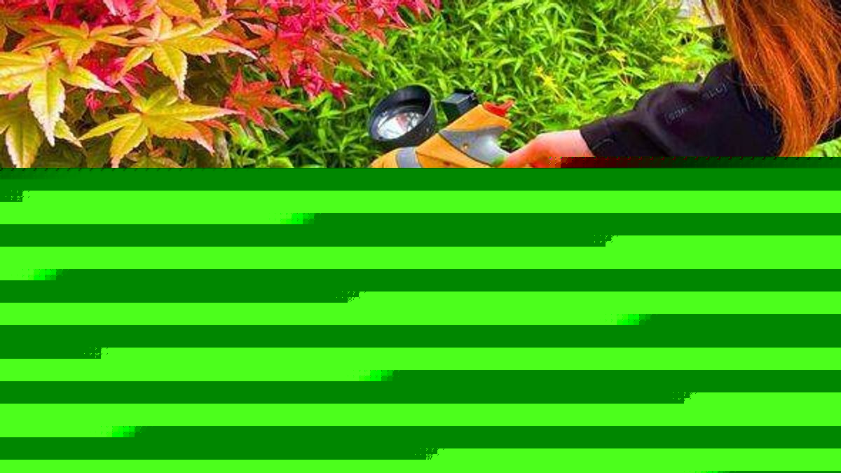 Japanese maples can look stunning in autumn with this 10-minute August task