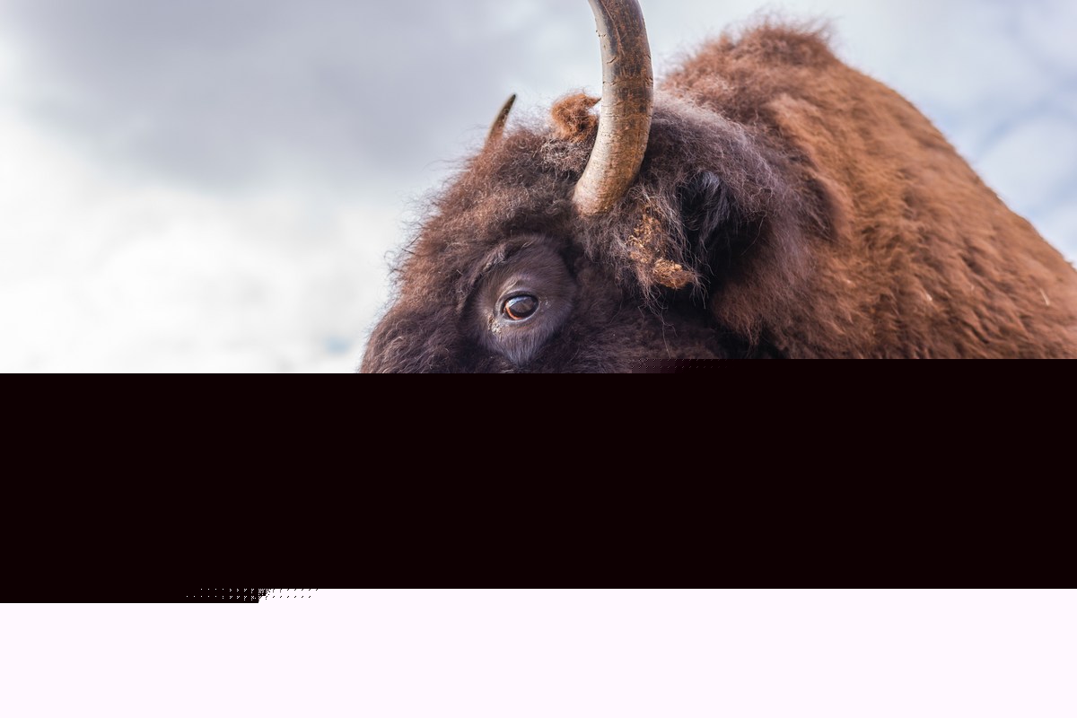 Bison Attack Victim Tells His Story From Hospital Bed