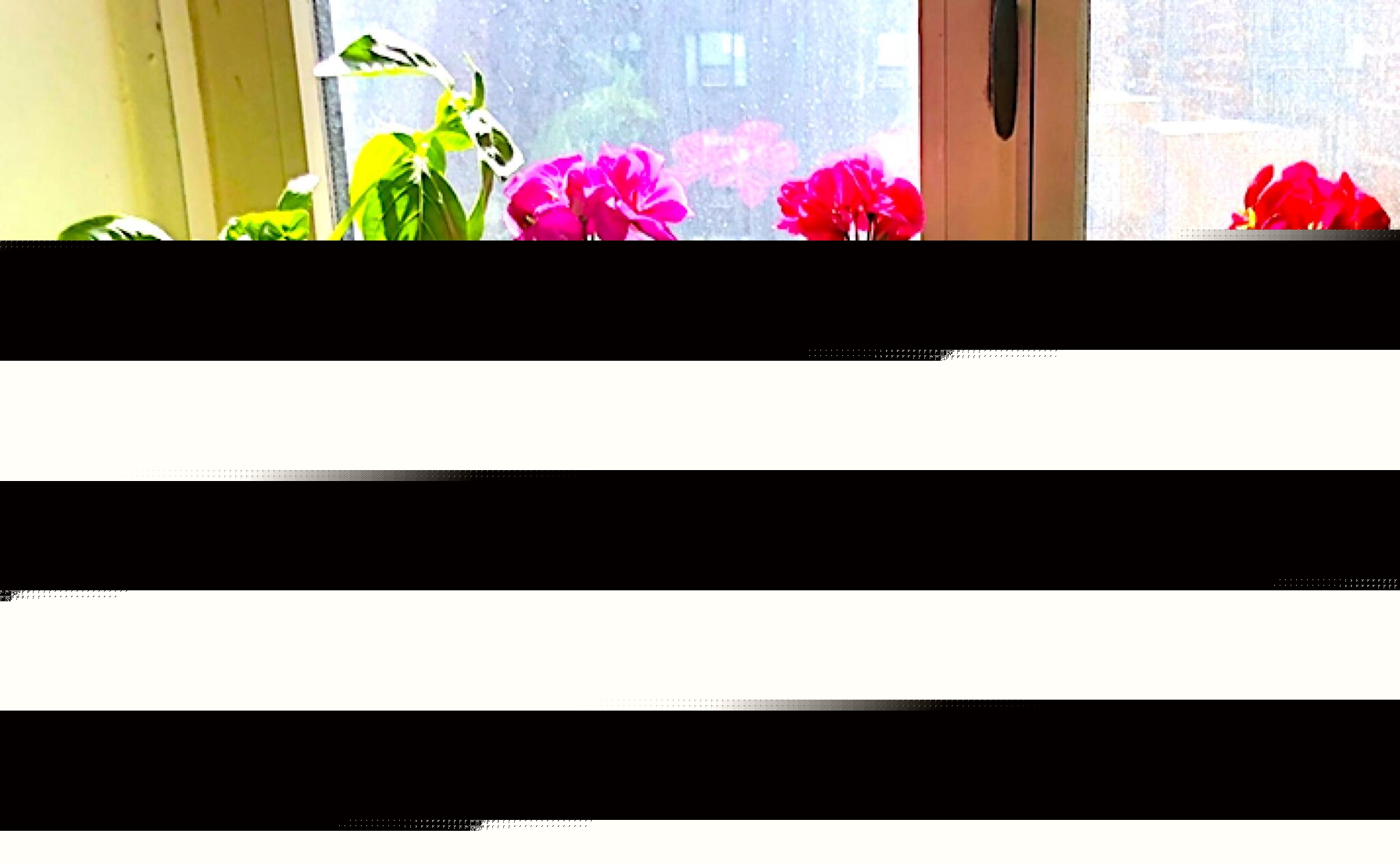 What growing basil teaches me, year after year