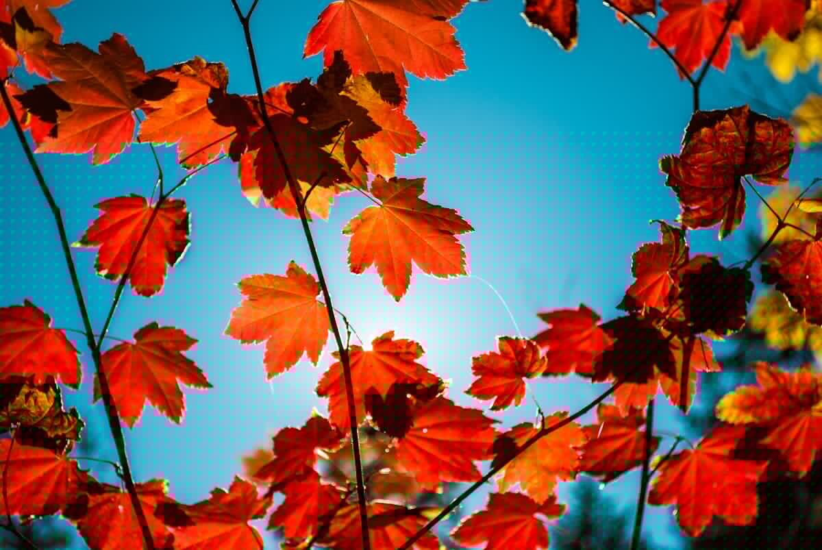 Iowa Fall 2026 Looks Warm And Dry Says Farmers Almanac