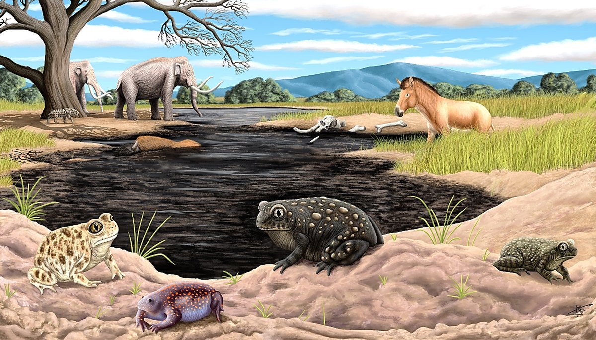 La Brea Tar Pits disgorge rare ice age toad