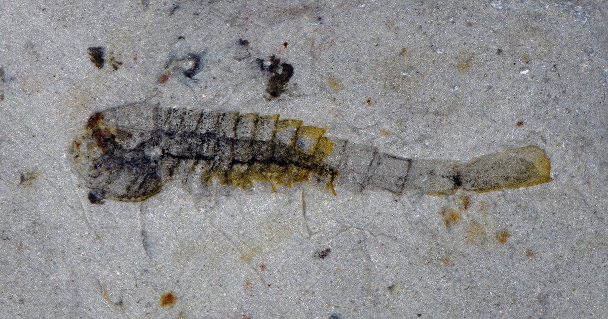 New animal species that survived mass extinction event half a billion years ago found in a quarry in China