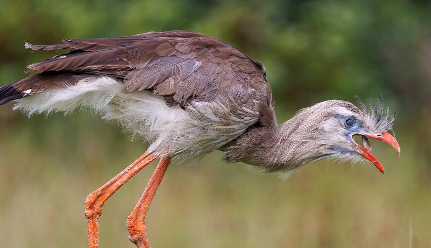Animals - The Red-Legged Seriema