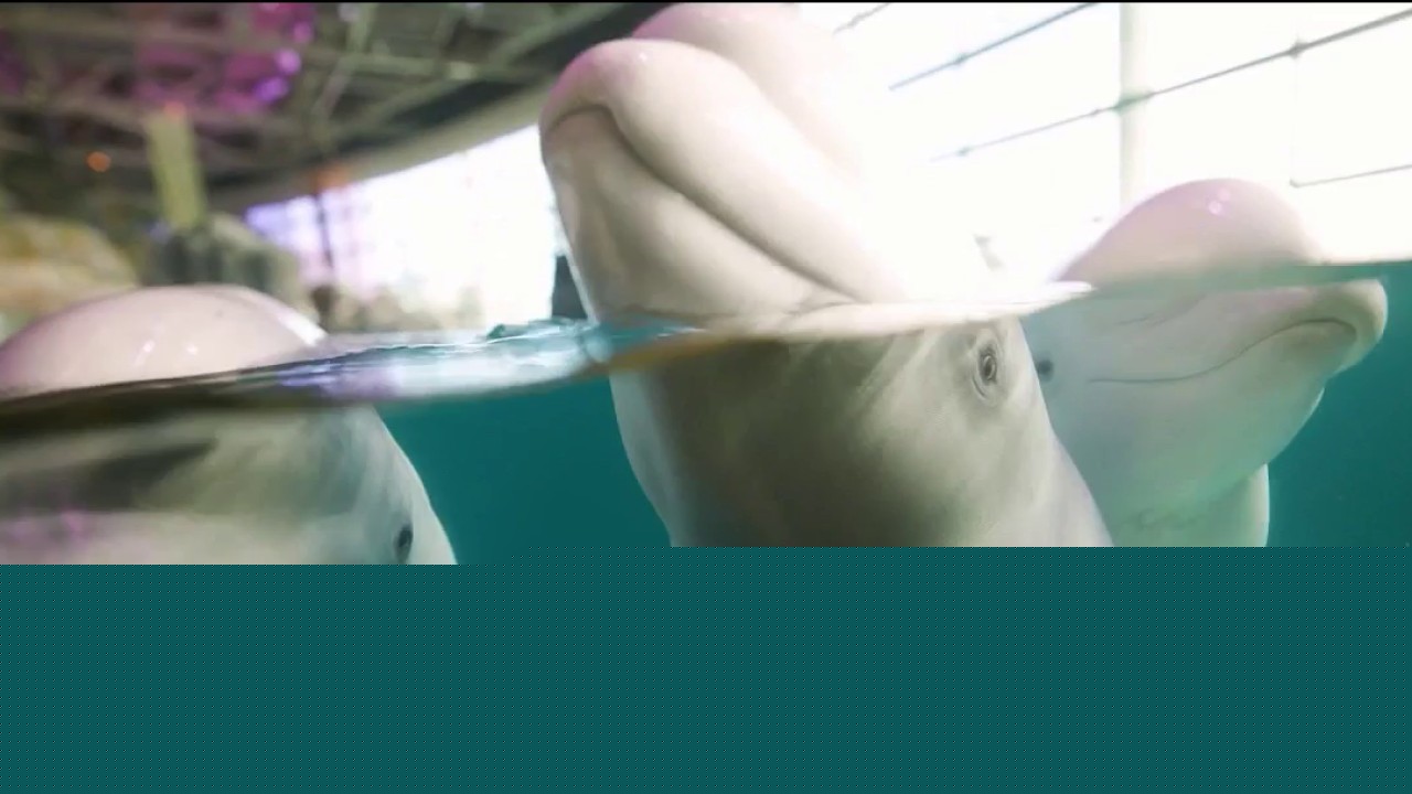 Beluga whales from closed Canadian theme park find new home at Chicago's Shedd Aquarium