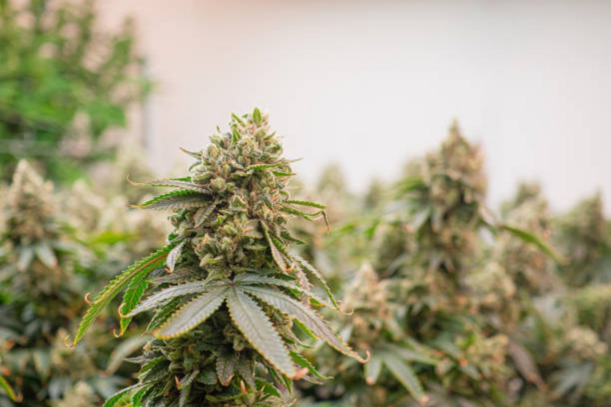 Washington Lawmakers Renew Push for Homegrown Marijuana