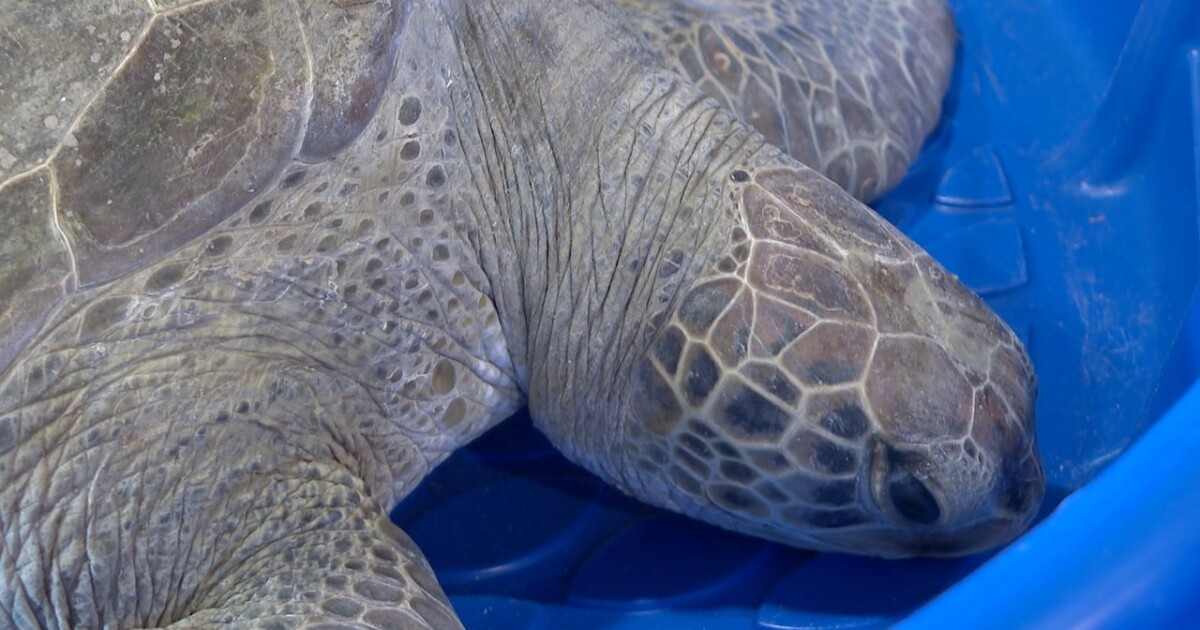 Gulf Specimen Marine Lab helping almost 50 cold-stunned sea turtles