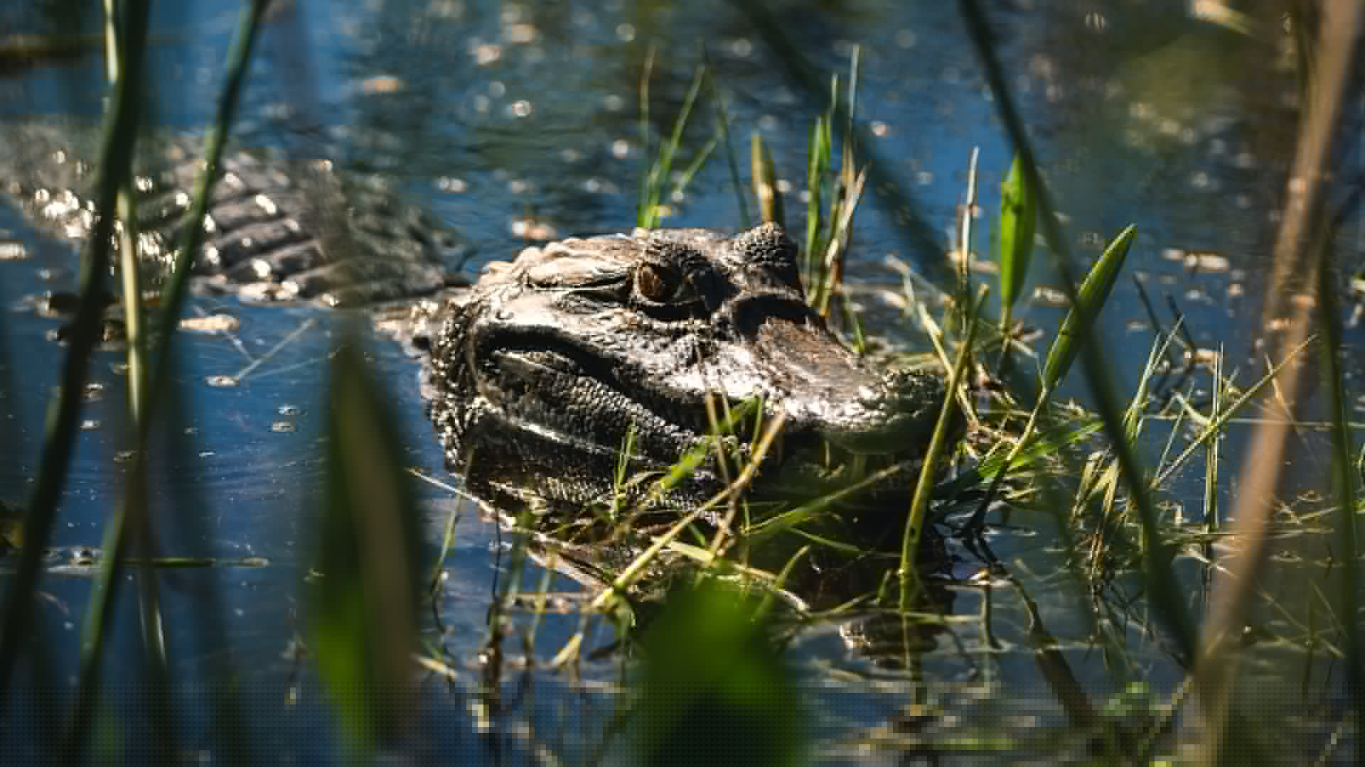 Alligator launches ‘full speed’ attack & drags victim underwater as witnesses see ‘bones poking out & blood everywhere’