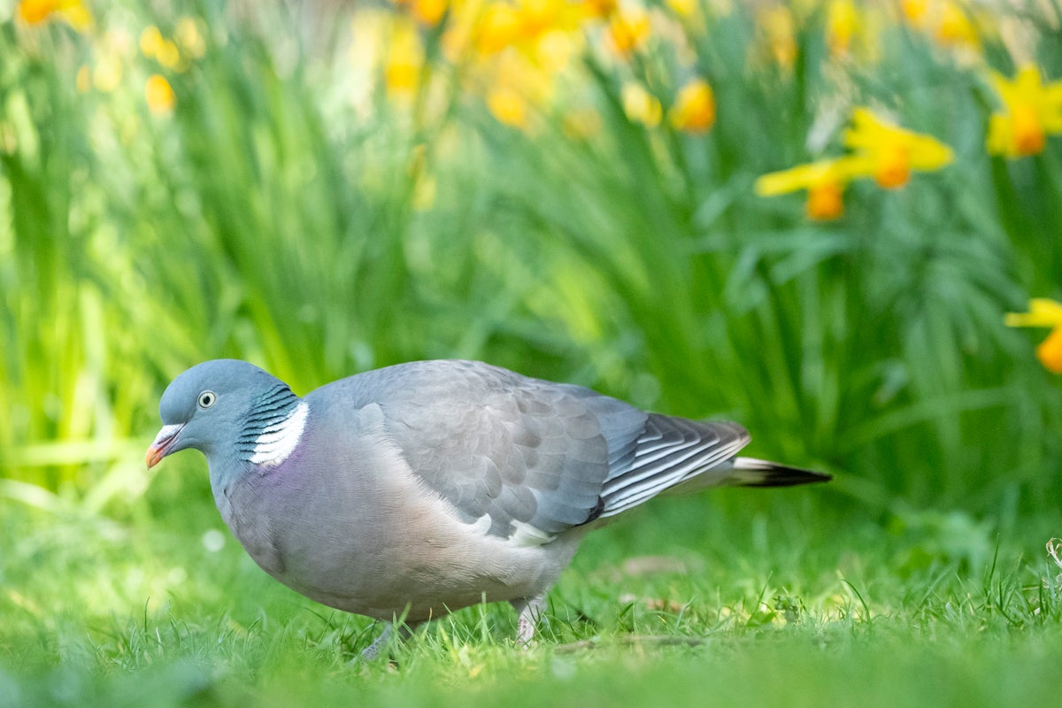 Pigeon flock could be given contraceptives after taking over city’s market
