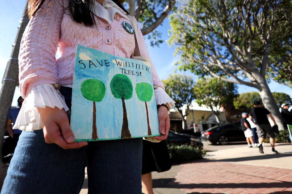 Whittier City Council defends move to replace key tree-removal policy
