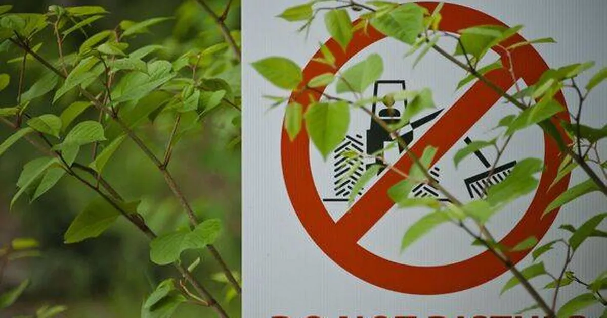 Households should remove four plants from gardens as they can 'reduce property value'