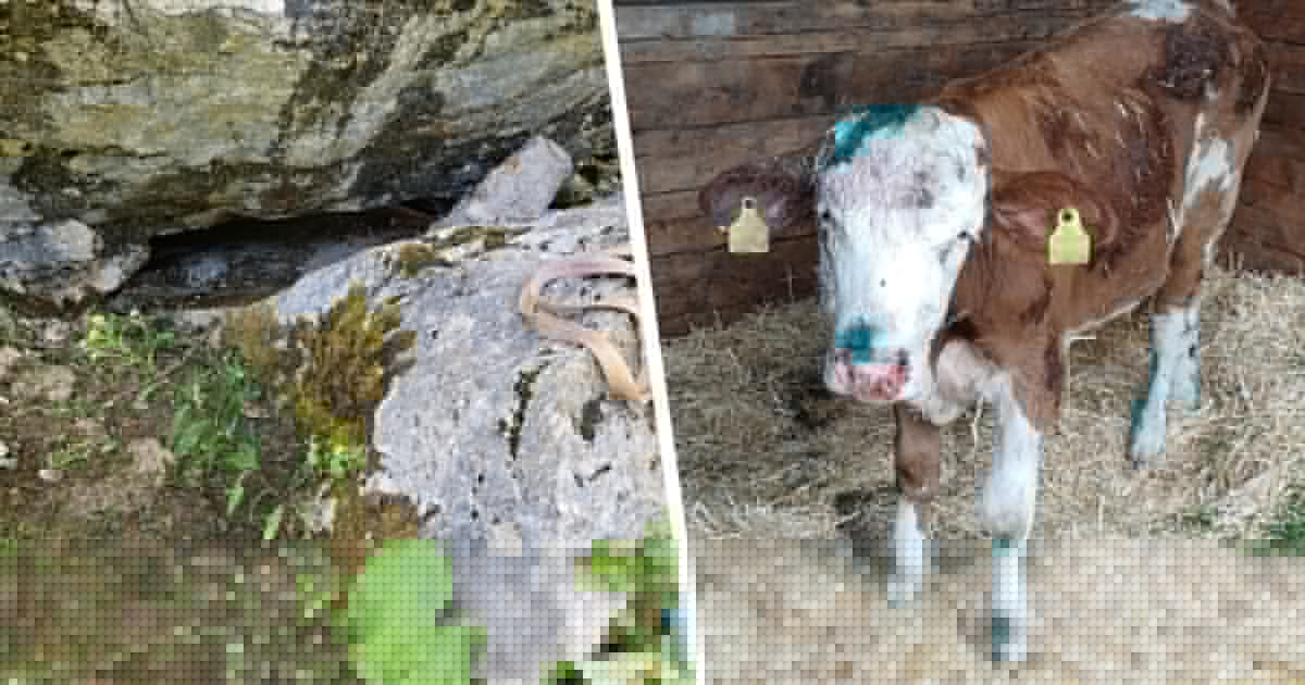Stundenlanger Einsatz - Kalb steckte auf Alm unter riesigem Felsen fest