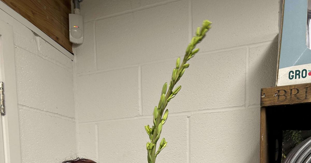 Five foot flower tower wows Chestnut Nursery