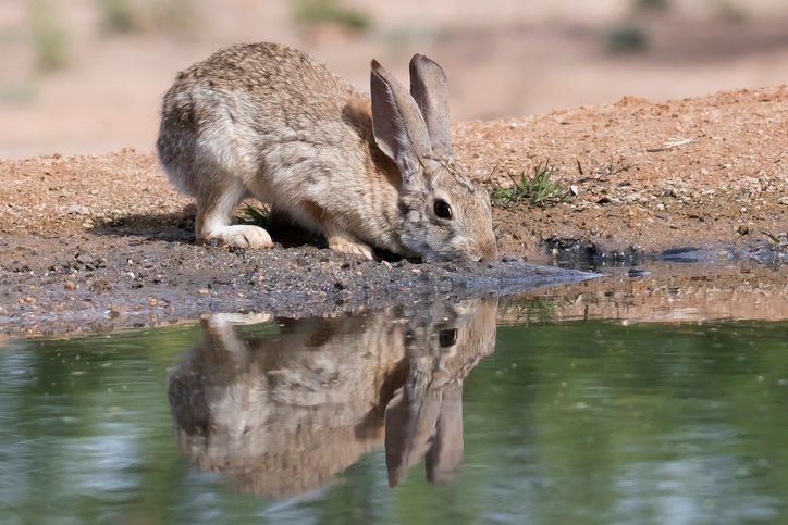 One Man’s Desperate Battle Against Rabbits