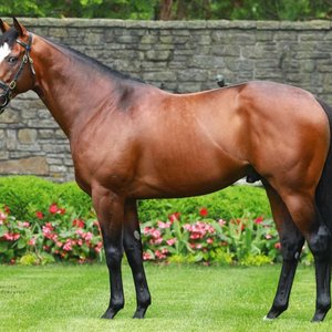 Sires Weekly Briefing: Tiz The Law and more