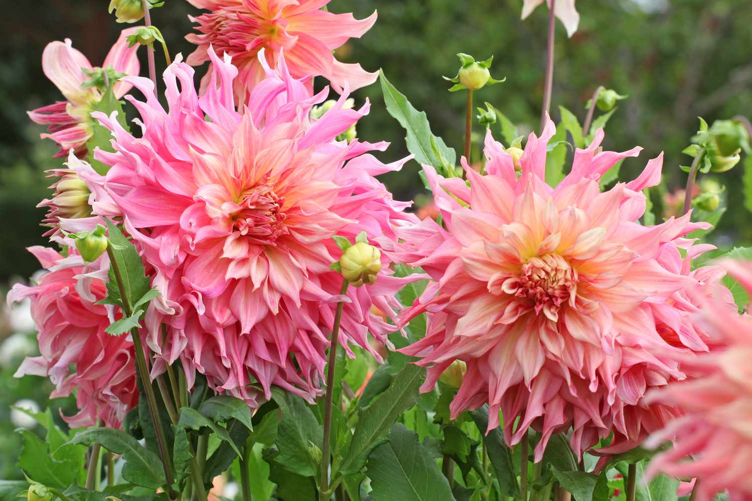 How to Dig Up Dahlias and Store Them for Beautiful Blooms Year After Year