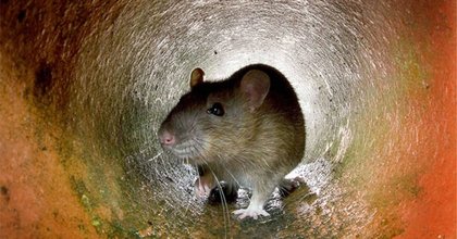 Campagne de dératisation à Estaimpuis : “Une convention sera remise aux citoyens pour éviter des usages inadaptés”