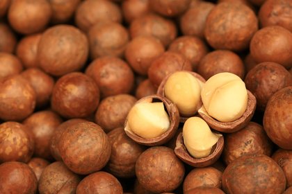 Kenyans can now harvest and trade macadamia nuts as seasonal ban is lifted from February 1, 2026