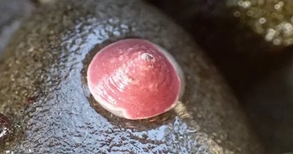 ANIMAL of the DAY: Acmaea mitra, the Whitecap Limpet!