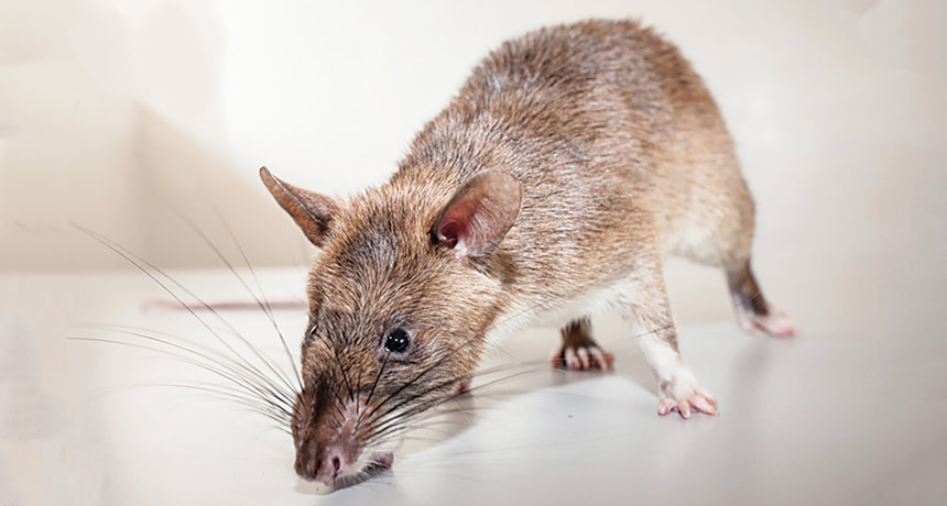 Comment on With a little convincing, rats can detect tuberculosis by My Homepage