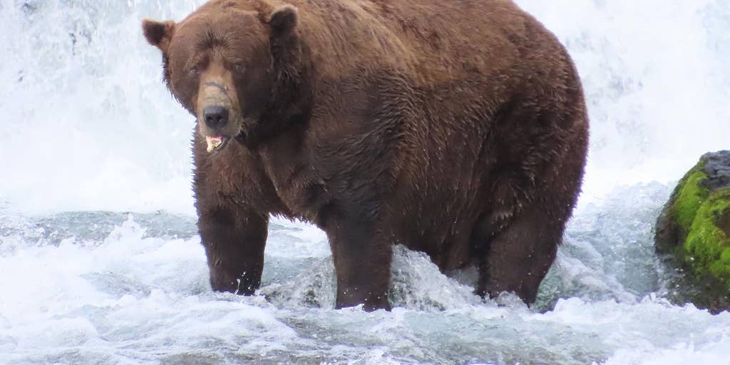 Chunky champion of Fat Bear Week 2025 crowned in Alaska