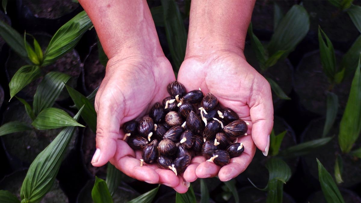 Indonesia Exports 95,400 Oil Palm Seeds to Peru After Passing Quarantine Clearance