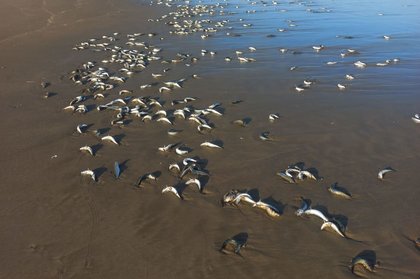 Pilchards wash ashore along Mossel Bay coastline