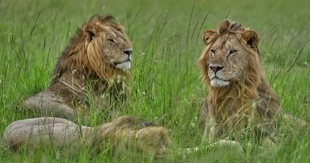 World Lion Day: Lions and communities face a growing struggle to coexist