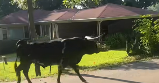 Video shows Alabama deputies wrangling a 1,500-pound runaway bull